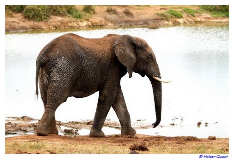 Elefantenbulle im Addo Nationalpark Elefantenbulle im Addo Nationalpark