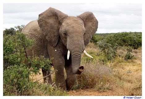 Elefant auf dem Weg zur Wasserstelle Elefant auf dem Weg zur Wasserstelle