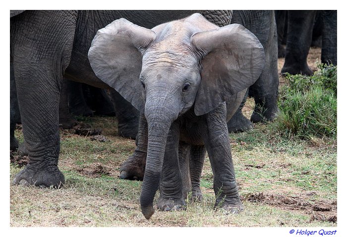 Babyelefant - baby elephant