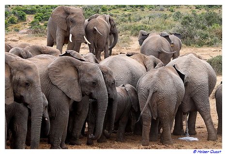 Elefantendamen "freuen" sich  �ber  den  heran schreitenden Bullen