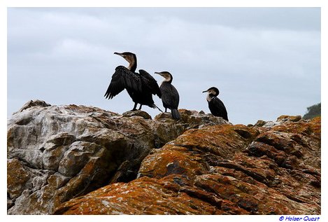 Kormorane im Tsitsikamma Nationalpark