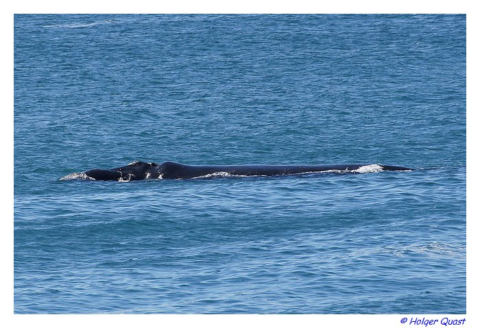 De Kelders Whale Watching 