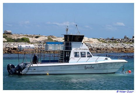 Ivanhoe Sea Safaris - Whale Wachting Boot Ivanhoe Sea Safaris - Whale Wachting Boot