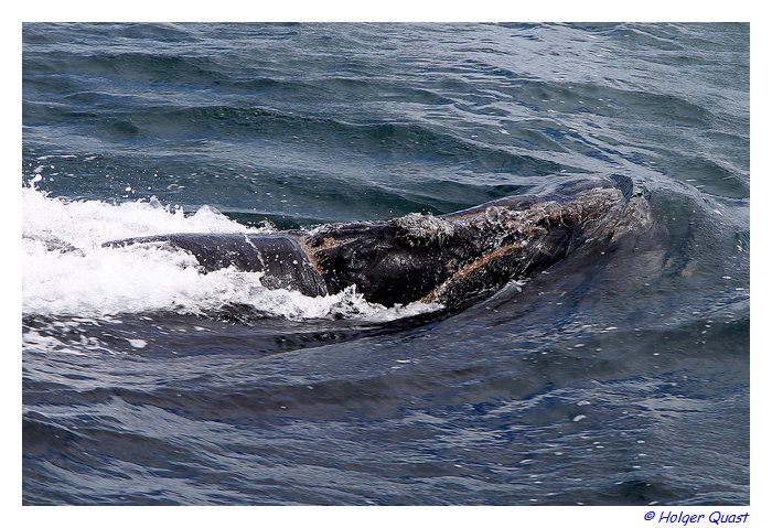 Southern Right Whales in de Walkers Bay