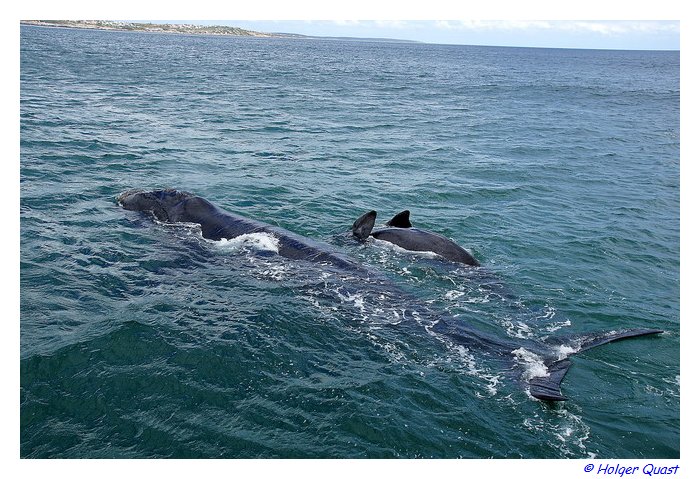 Whale Watching - Ivanhoe Sea Safaris