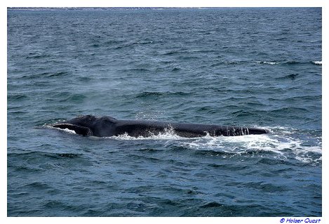 Southern Right Whales vor Sdafrika