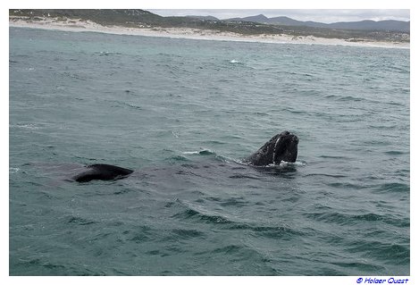  Whale Watching Tour