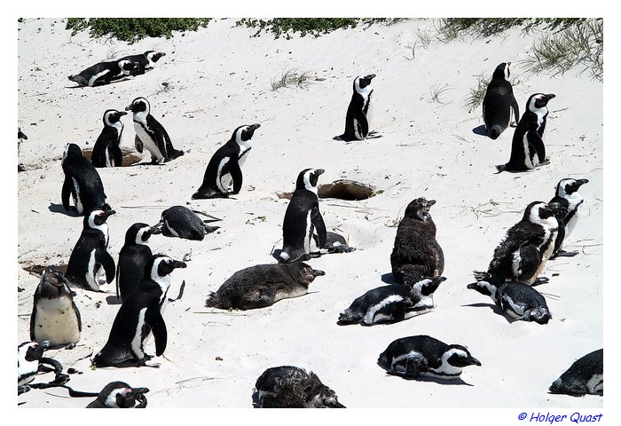 Pinguine - Boulders Beach - Simon's Town - Sdafrika