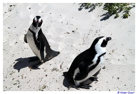 Pinguine - Foxy Beach - Simon's Town - Südafrika