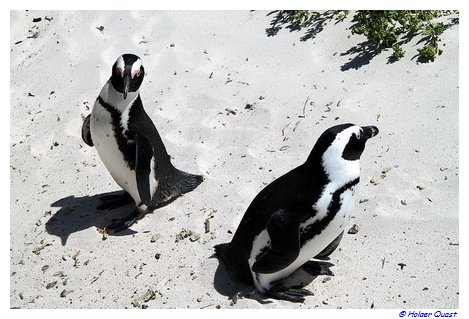 Pinguine - Foxy Beach - Simon's Town - Sdafrika