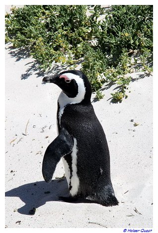 Pinguine - Boulders Beach - Simon's Town - Sdafrika