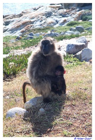 Pavian im Table Mountain National Park