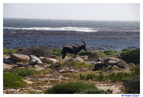 Buntbock im Table Mountain National Park