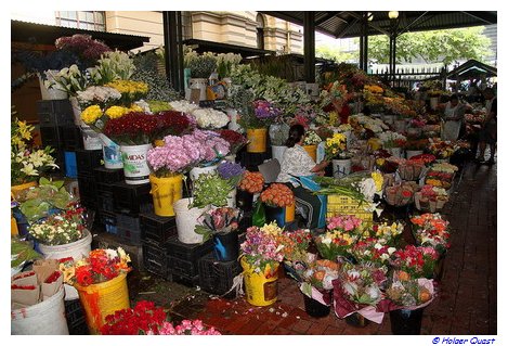 Kapstadt - Flower Market