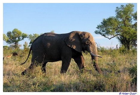 Elefantenbulle im Kruger National Park Elefantenbulle im Kruger National Park