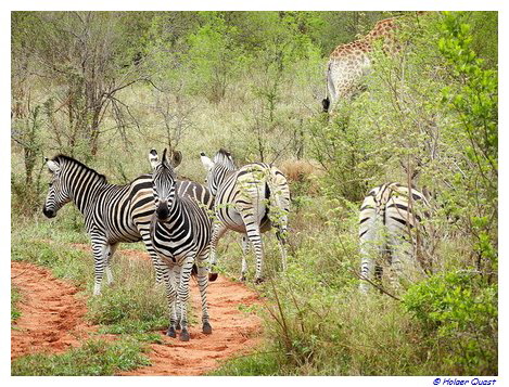 Zebras  in der Makalali Privat Game Reserve