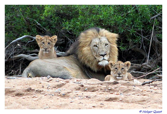 Löwe mit Jungen  in der Makalali Privat Game Reserve